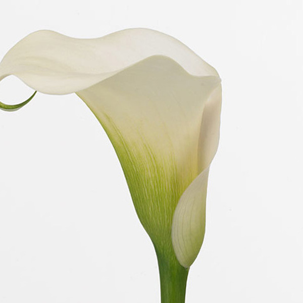 CALA BLANC *VENTURA* 65CM