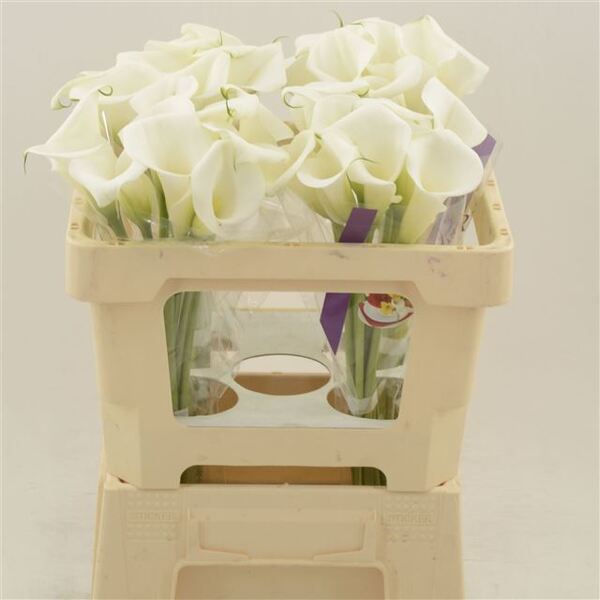 CALA BLANC *WHITE ART* 50CM