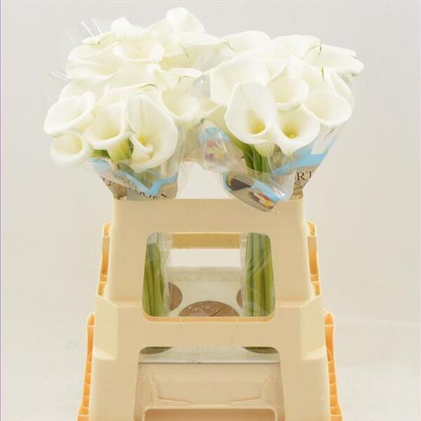 CALA BLANC *WHITE ART* 60CM