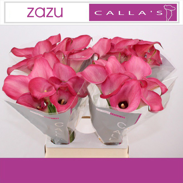CALA *ZAZU* 60CM