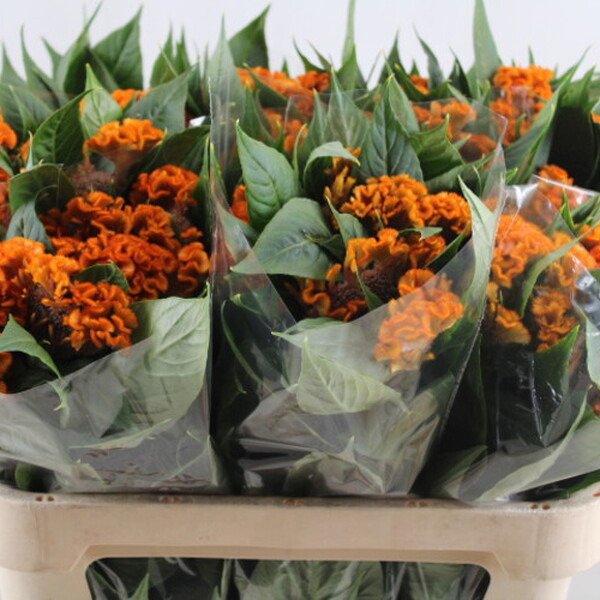 CELOSIA C FANTASY ORANGE 75CM