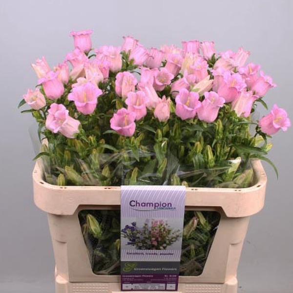 CAMPANULA IMP. x10 ROSA