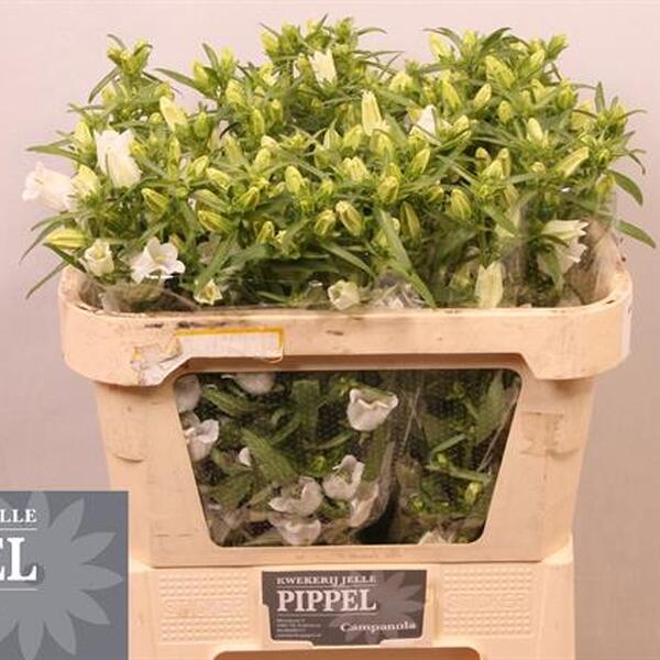 CAMPANULA CHAMPION IMP. x10 BLANC