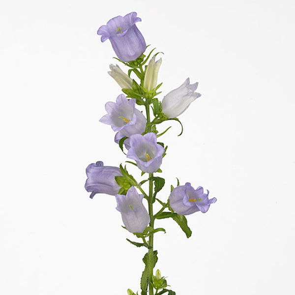 CAMPANULA *CHAMPION LAVENDER* 70CM