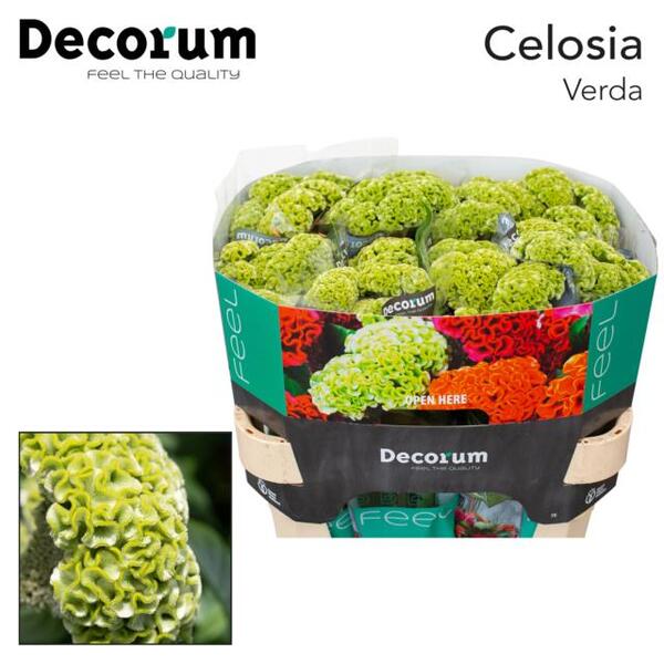 CELOSIA ACT VERD 75CM