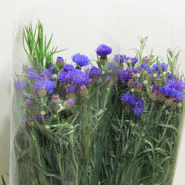 CENTAUREA *CYANUS BLUE* 55CM