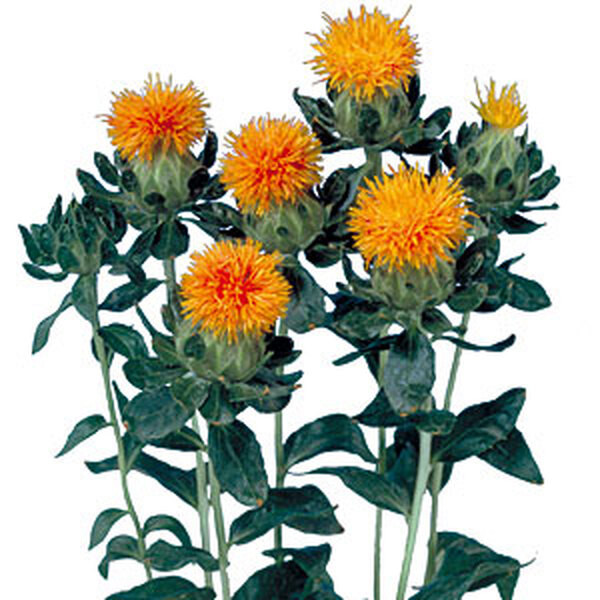 CARTHAMUS TARONJA