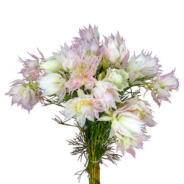 SERRURIA *BLUSHING BRIDE HONEYMOON* 40CM