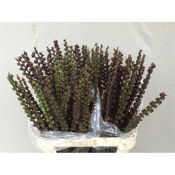 CHASMAN F SATURNUS BERRY 80CM