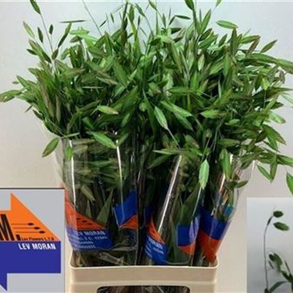 CHASMANTHIUM LATIFOLIUM 80CM