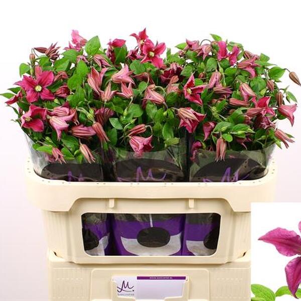 CLEMATIS AMAZING KYIV 70CM