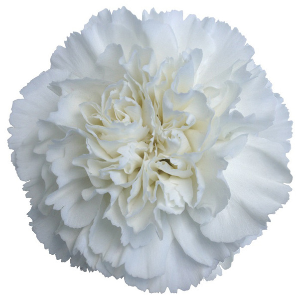 CLAVELL COL. FCY. BLANC