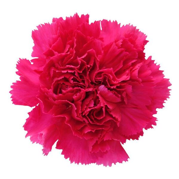 CLAVELL COL. FCY. FUCSIA