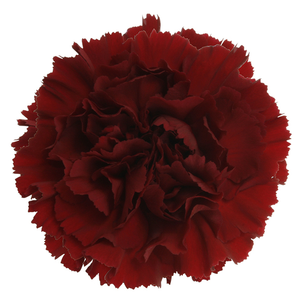 CLAVELL COL. FCY. GRANATE