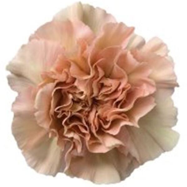 CLAVELL COL. FCY. CARAMEL