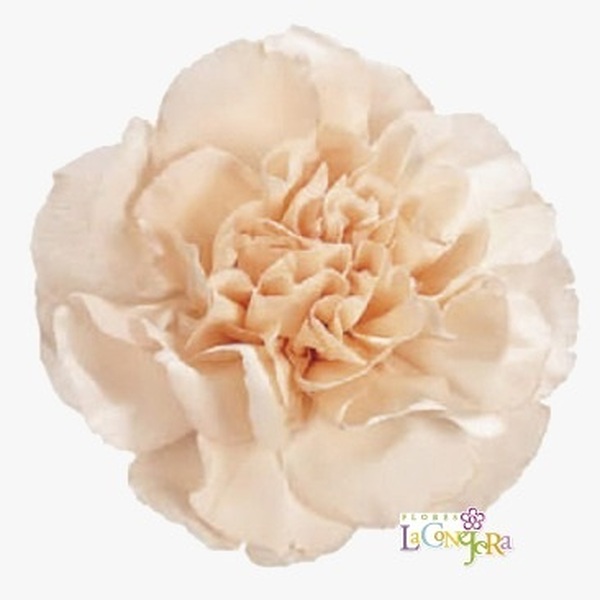 CLAVELL COL. FCY. PEACH