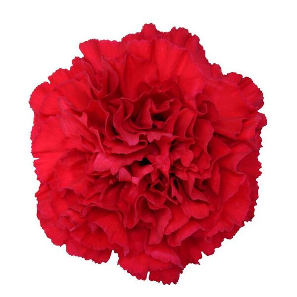 CLAVELL COL. FCY. VERMELL