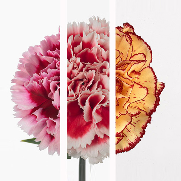 CLAVELL COL. FCY. XISPAS