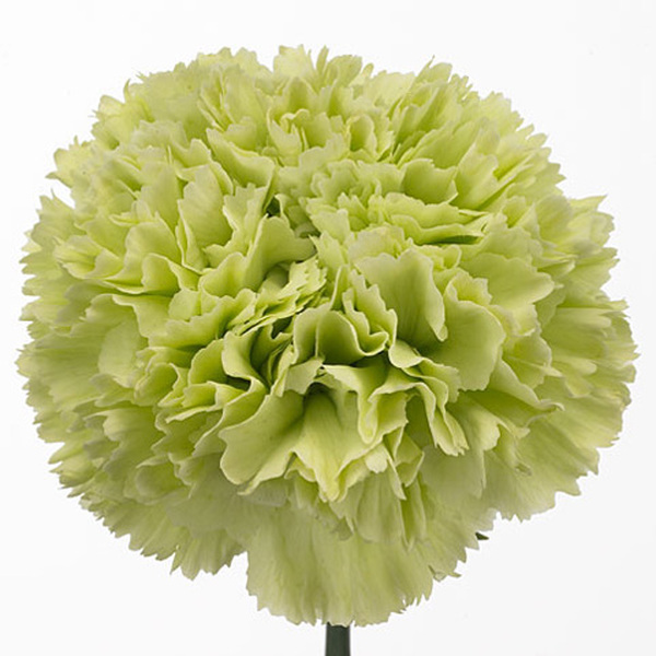 CLAVELL COLOMBIA VERD 