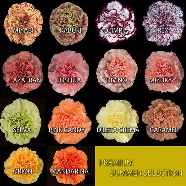 CLAVELL COL. PREMIUM SUMMER SELECTI