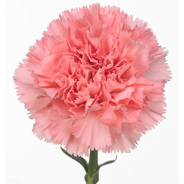 CLAVELL COLOMBIA ROSA