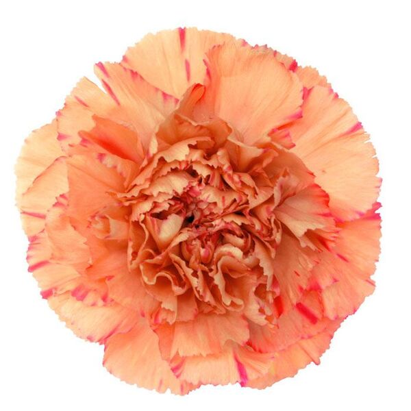 CLAVELL COL. SELECT HACIENDA TARONJA