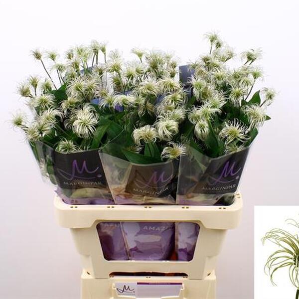 CLEMATIS AMAZING KIBO 60CM