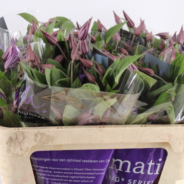 CLEMATIS BLUE PIROUETTE 70CM
