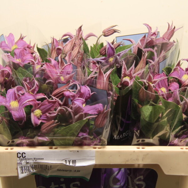 CLEMATIS AMAZING ROME 70CM