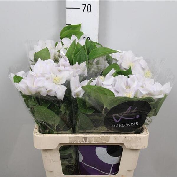 CLEMATIS AMAZING VIENNA 60CM