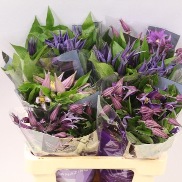CLEMATIS MIX 60CM