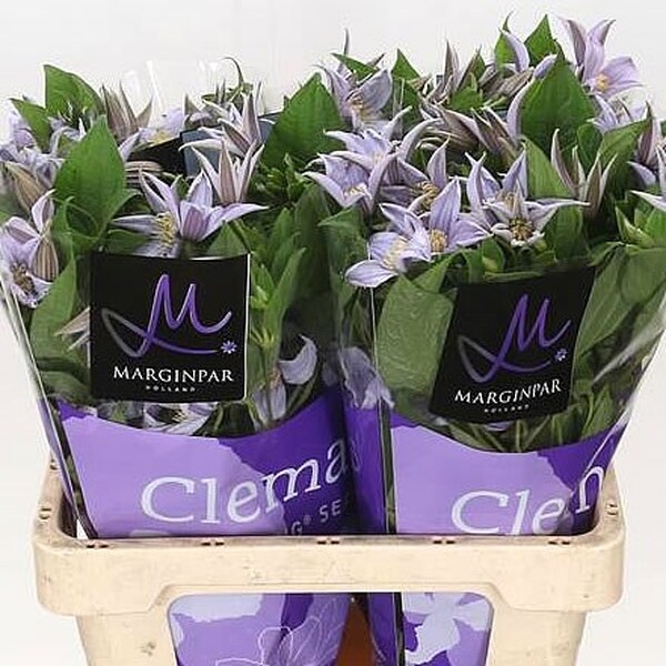 CLEMATIS STAR RIVER 60CM
