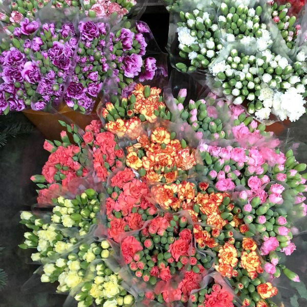 CLAVELL MINI COLOMBIA VARIAT