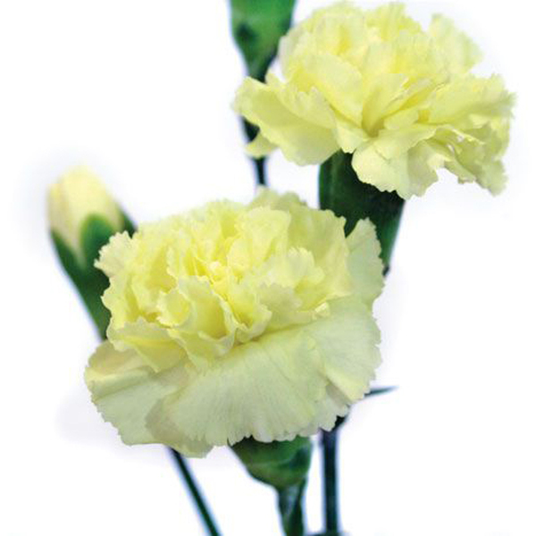 CLAVEL MINI AMARILLO