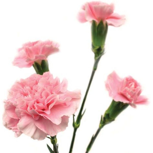 CLAVEL MINI ROSA