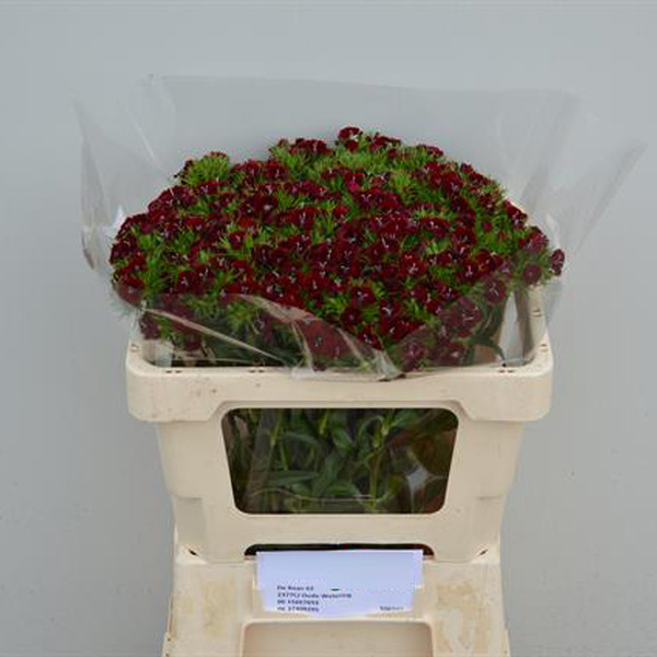 CLAVELL POETA GRANATE