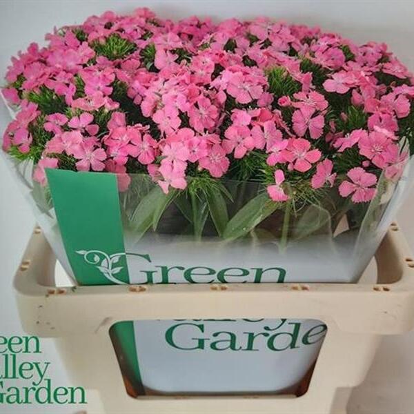 CLAVELL POETA ROSA