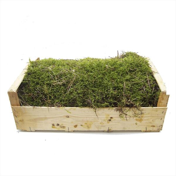 CAJA MOLSA MADERA