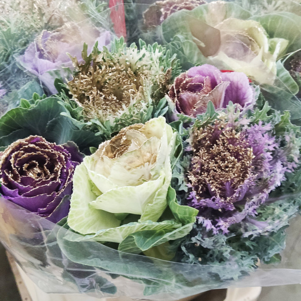 COL VARIADA MIX RAINBOW PINTAT OR