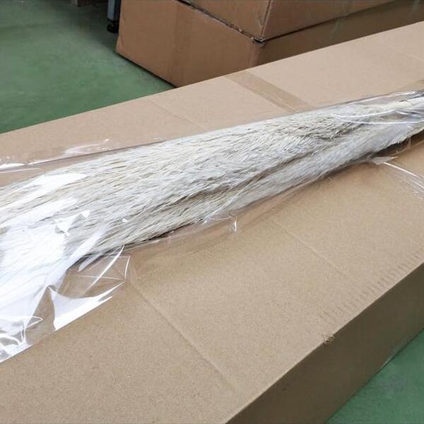 CORTADERIA PLUMOSA 95CM