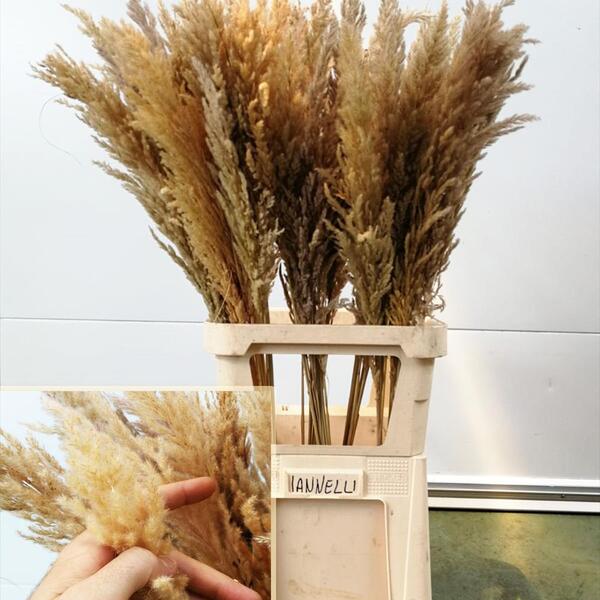 CORTADERIA PLUMOSA WHITE 100CM