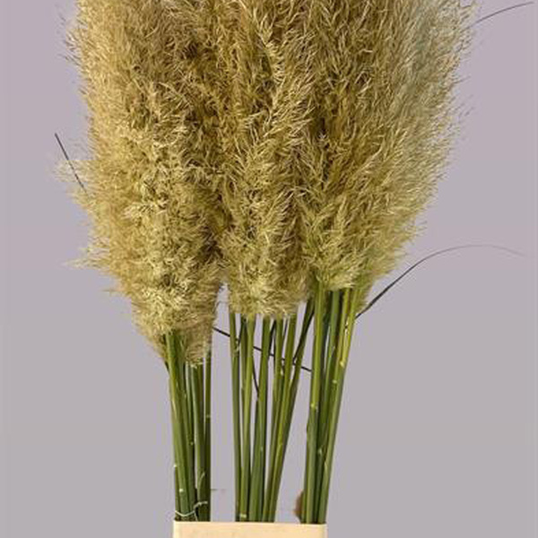 CORTADERIA 130CM