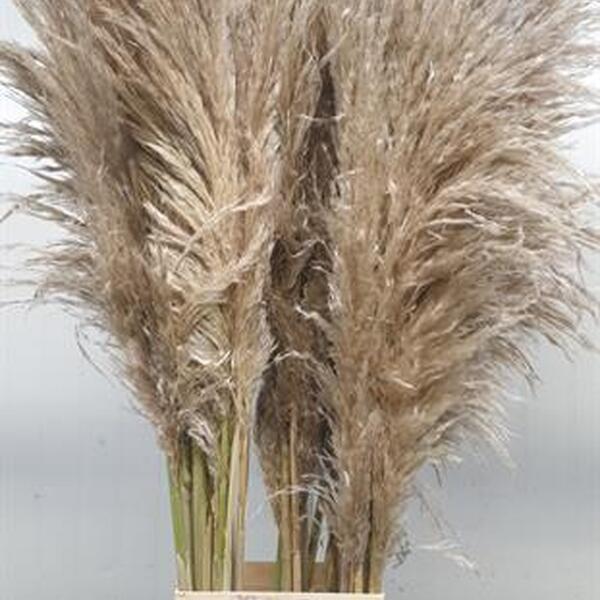 CORTADERIA SILVER 120CM