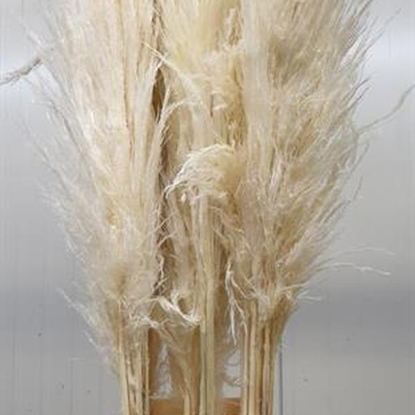 CORTADERIA EVITA  120CM