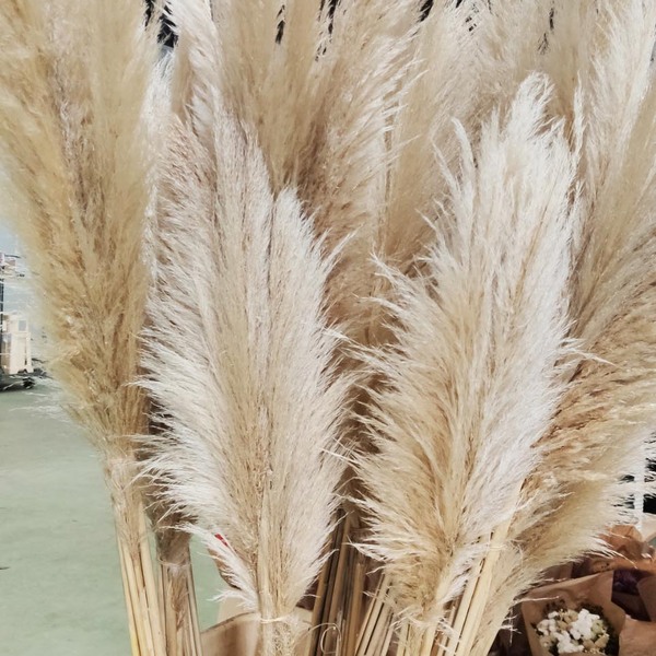 CORTADERIA NAC. EXT BLANC SECA