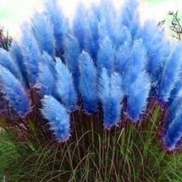 CORTADERIA TENYID BLAU 90CM