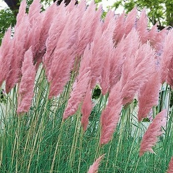 CORTADERIA TENYIDA ROSA +90CM