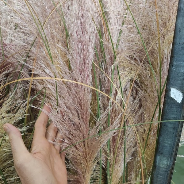 CORTADERIA NAC. EXT ROSA