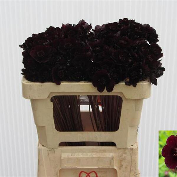COSMOS BLACK BEAUTY 50CM