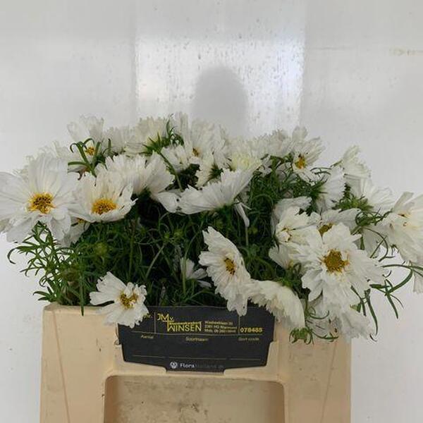COSMOS BLANC 35CM
